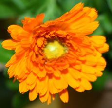 Ringelblume-orange.jpg
